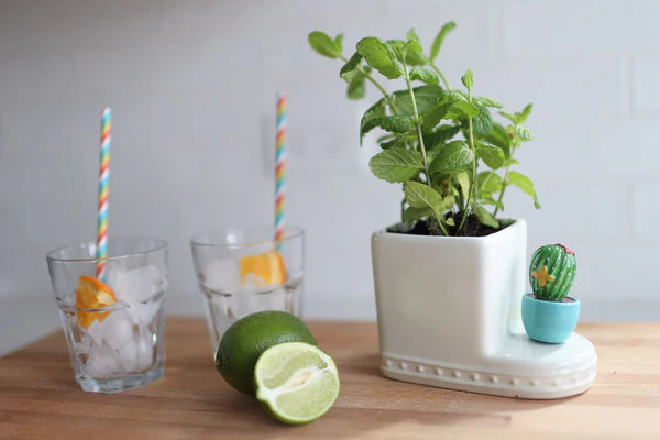 Nora Fleming Mini Cactus, Can't Touch This