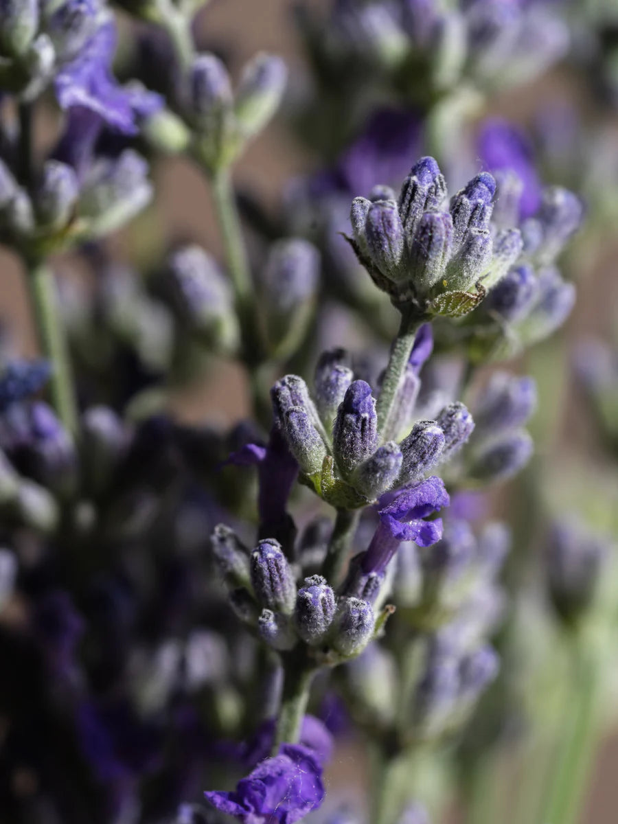 Pura Fragrance- Lavender Fields