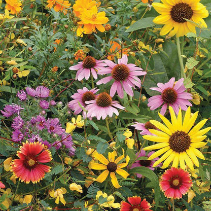 Wildflower, Bird & Butterfly Wildflower Mix Seed Packets