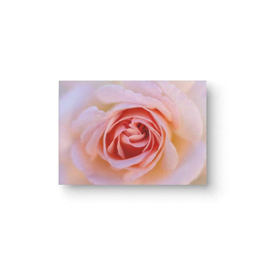 "Blushing Rose" Blank Note Card