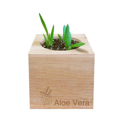 Springbox Aloe Vera Grow Kit | Flower Garden Gift | Wooden Planter Box
