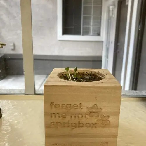 Springbox Forget Me Not Grow Kit | Flower Garden Gift | Wooden Planter Box