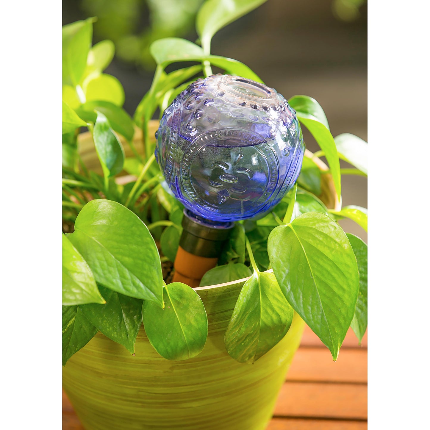 Embossed Glass Plant Watering Globe with Terracotta Spike