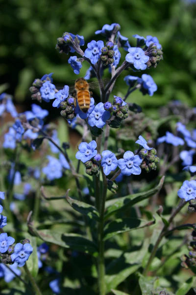 Forget Me Not Seed Packet