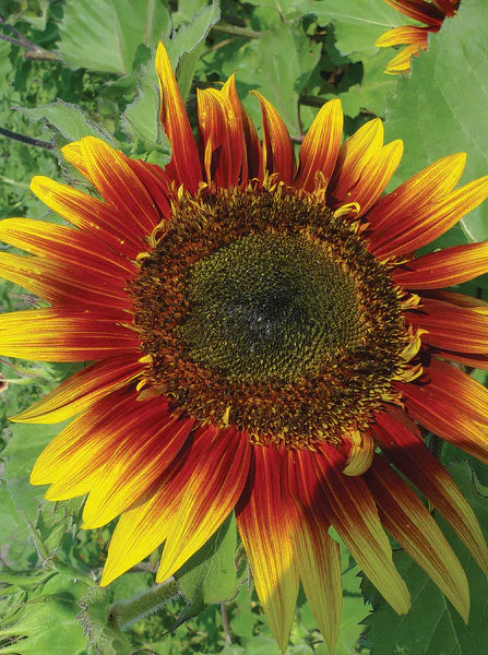 Sunflower Autumn Beauty Seed Packets