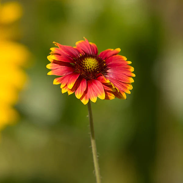 Blanketflower Seed Packets