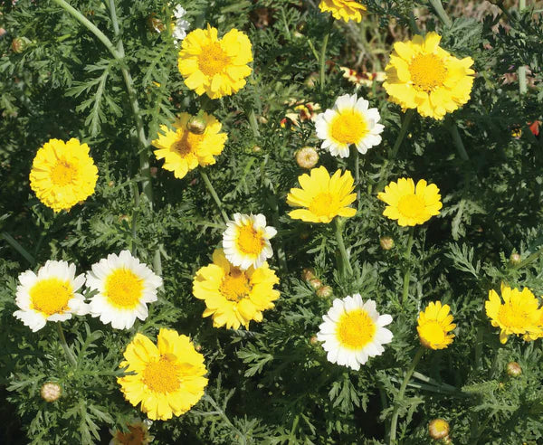 Garland Daisy Chrysanthemum Seed Packets