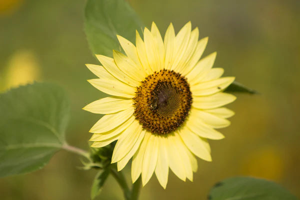 Sunflower Lemon Queen Seed Packets