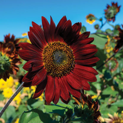 Sunflower Velvet Queen Seed Packets