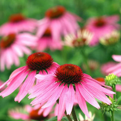 Purple Coneflower Echinacea Seed Packets