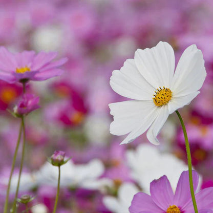 Cosmos Sensation Seed Packets