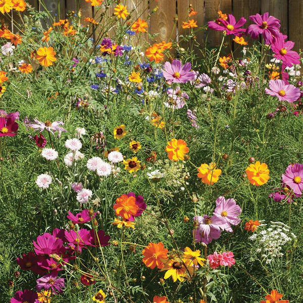 Wildflower Cut Flower Mix Seed Packets