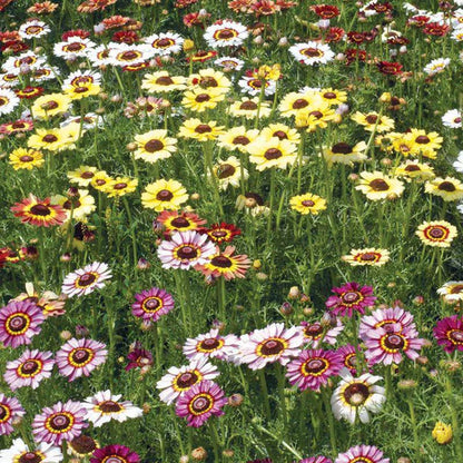 Painted Daisy Seed Packets