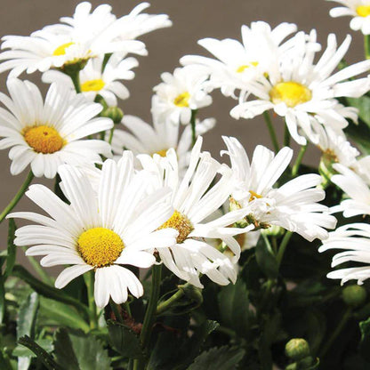 Shasta Daisy Seed Packets