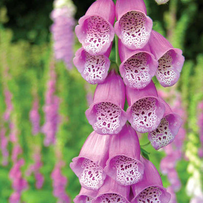 Foxglove Seed Packets