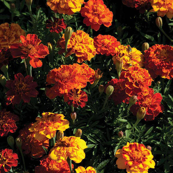 Marigold Dwarf French Mix Seed Packets