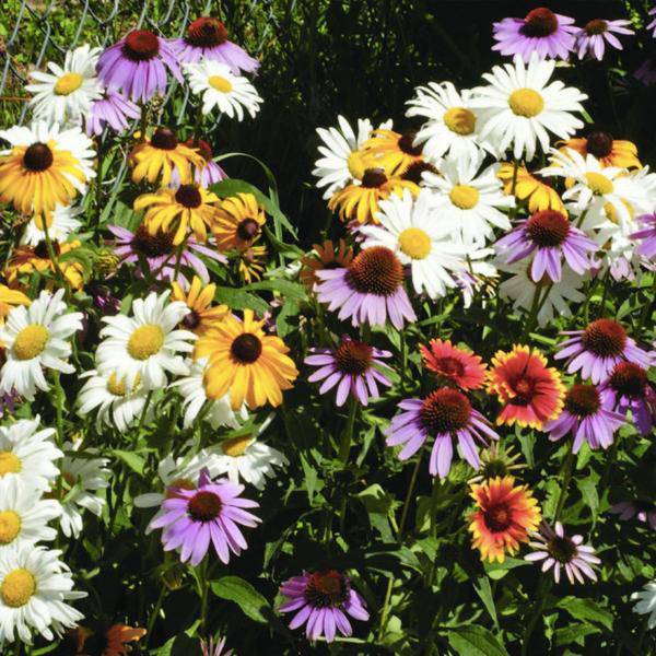 Wildflower: Perennial Wildflower Mix Seed Packets