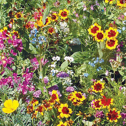 Sunny Wildflower Mix Seed