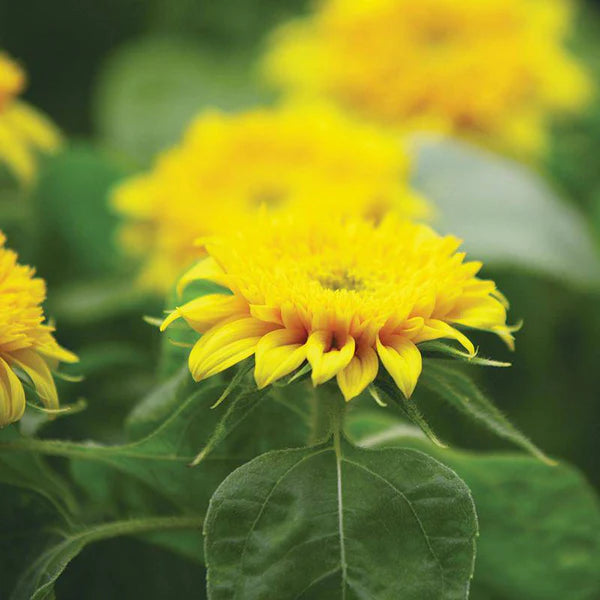 Sunflower Dwarf Sungold Seed Packets