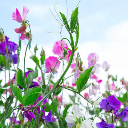 Sweet Pea Flower Seed Packets