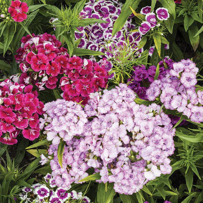 Sweet William- Tall Single Mix Seed Packets