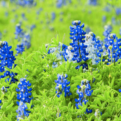 Texas Bluebonnet Seed Packets