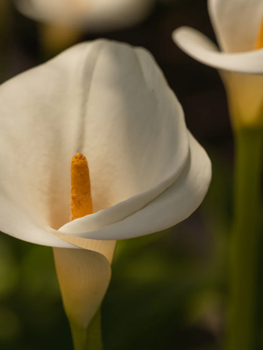 Pura - White Flower No. 42 K Hall