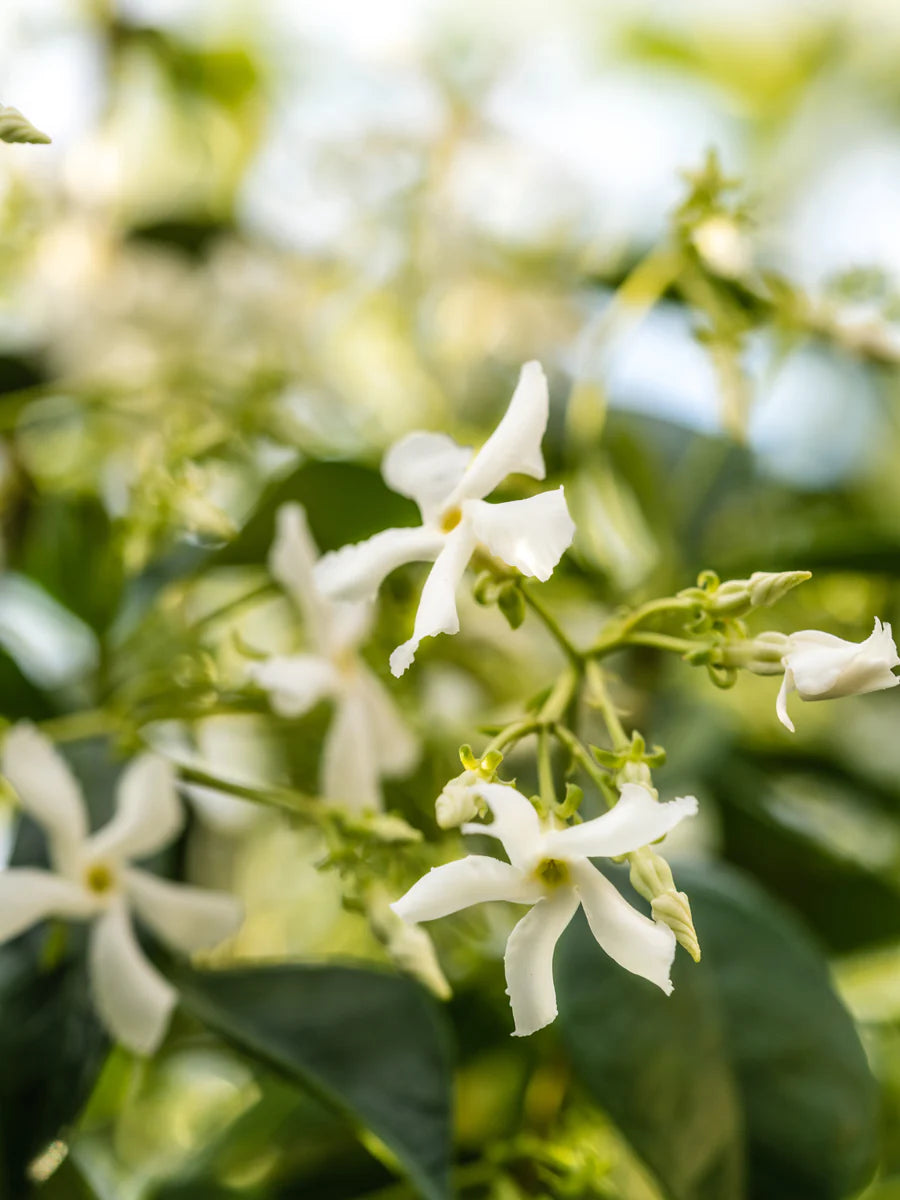 Pura Fragrance- White Tea No. 1