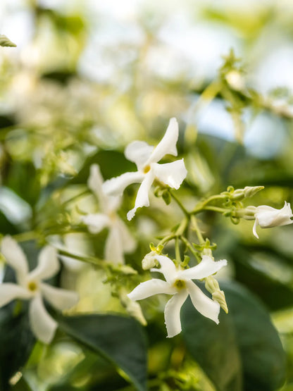 Pura Fragrance- White Tea No. 1