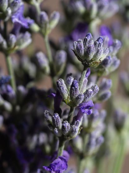 Pura Fragrance- Sea Salt Lavender