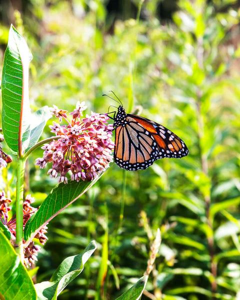 Milkweed Common Seed Packets