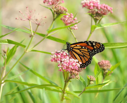 Milkweed Swamp Seed Packets