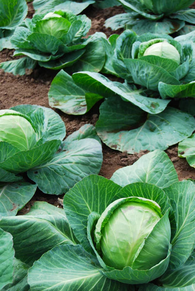 Cabbage- Late Flat Dutch Seed Packets