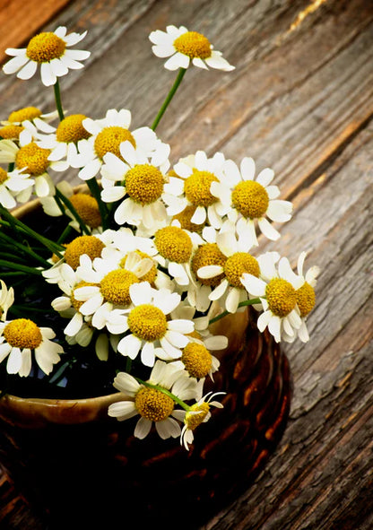 Chamomile Seed Packets