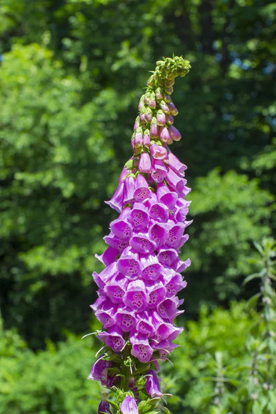 Foxglove Seed Packets